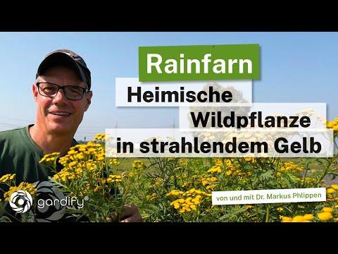 Rainfarn: Heimische Wildpflanze mit goldgelben Blüten und würzigem Duft!
