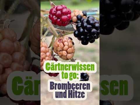 Gärtnerwissen to go: Brombeeren und Hitze