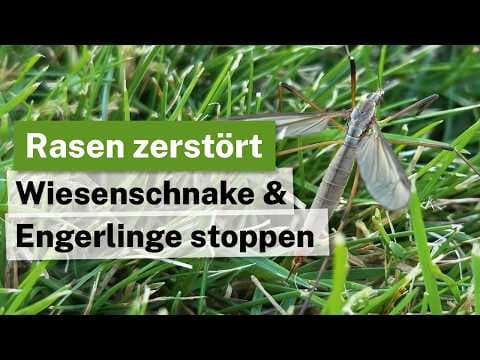 Kahle Stellen im Rasen? Wiesenschnake & Engerlinge biologisch bekämpfen!