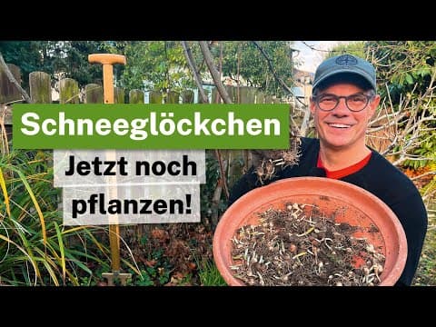 Schneeglöckchen im Winter pflanzen: So treiben sie sicher aus!