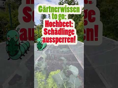 Schutz im Hochbeet! Die ultimative Waffe gegen Schädlinge! 🥬🚫Gärtnerwissen to go!