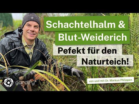 Schachtelhalm und Blutweiderich - perfekt für den Naturteich in Kombination mit Weidenzaun!