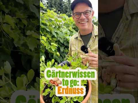 Gärtnerwissen to go: Die Erdnuss im Minigewächshaus von LOBERON