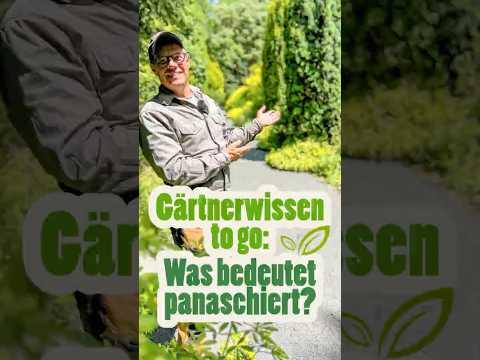 Gärtnerwissen to go: Was ist panaschiert?