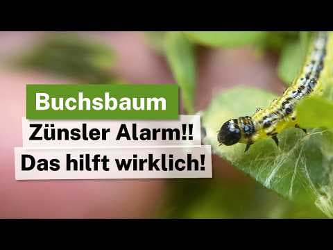 Buchsbaumzünsler biologisch bekämpfen: So bleibt deine Hecke grün!
