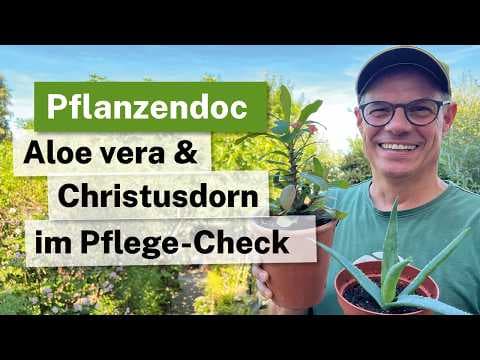 Sukkulenten retten & richtig umtopfen: Aloe Vera & Christusdorn im Pflege-Check! 🌵🩺