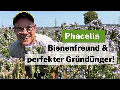 Phacelia: Bienenfreund und perfekter Gründünger🐝💜