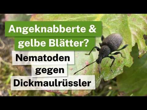 Buchtenfraß & gelbe Blätter? So stoppst du den Dickmaulrüssler BIOLOGISCH! 🌿🐛